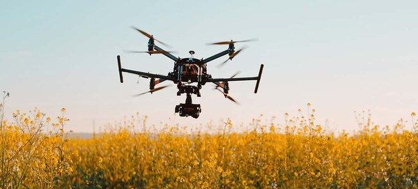 Multikopter fliegt über ein Rapsfeld