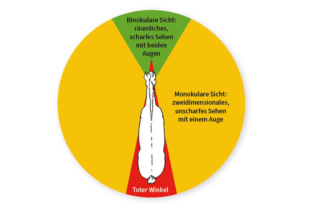 Illustration, die die Sichtfelder eines Pferdes verdeutlicht
