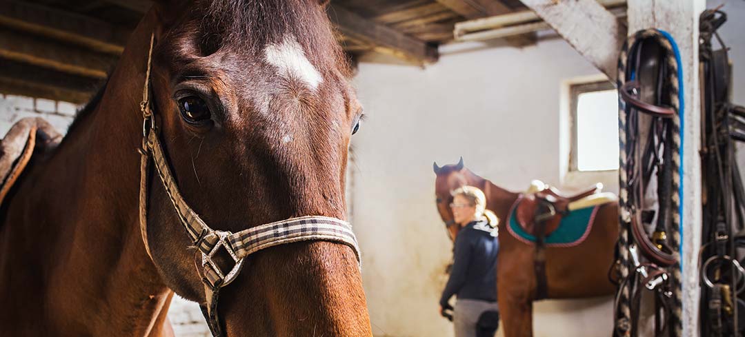Blick in den Pferdestall – links in Nahaufnahme ein Pferd, das in die Kamera schaut, rechts im Hintergrund die verschwommene Silhouette einer Reiterin mit ihrem Pferd