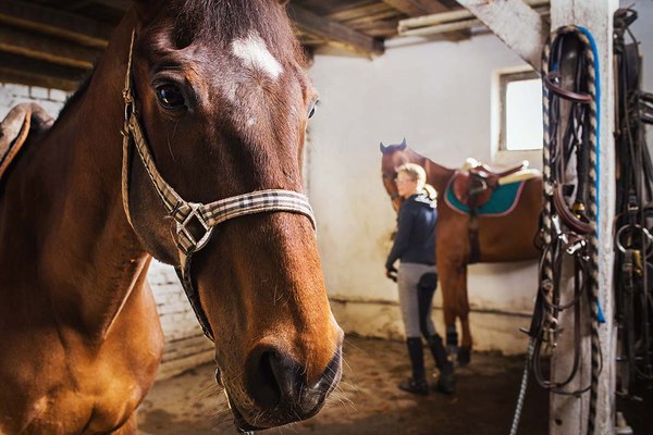 Blick in den Pferdestall – links in Nahaufnahme ein Pferd, das in die Kamera schaut, rechts im Hintergrund die verschwommene Silhouette einer Reiterin mit ihrem Pferd